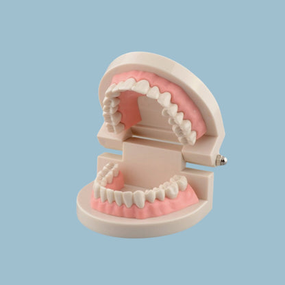 Practical Teeth Model - Kira Kollective